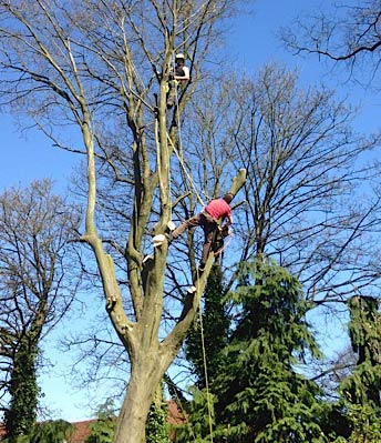photo of tree surgeon climbing tree